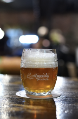 Škola čepování piva od Budvaru